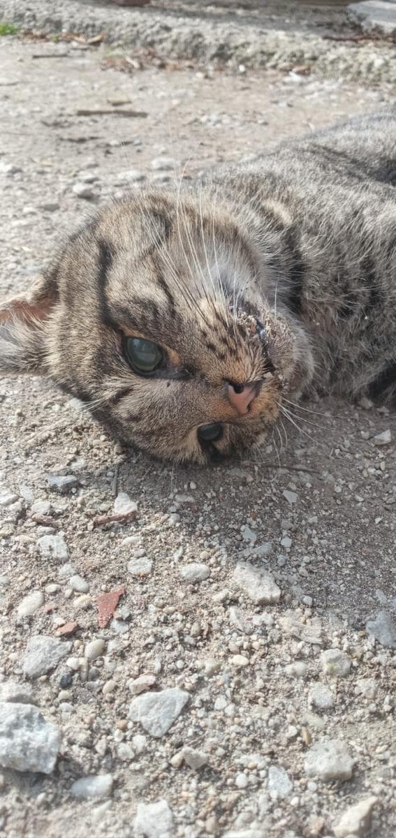 BİR KIŞ GECESİ ÖLEN KOMŞU KEDİME AĞIT